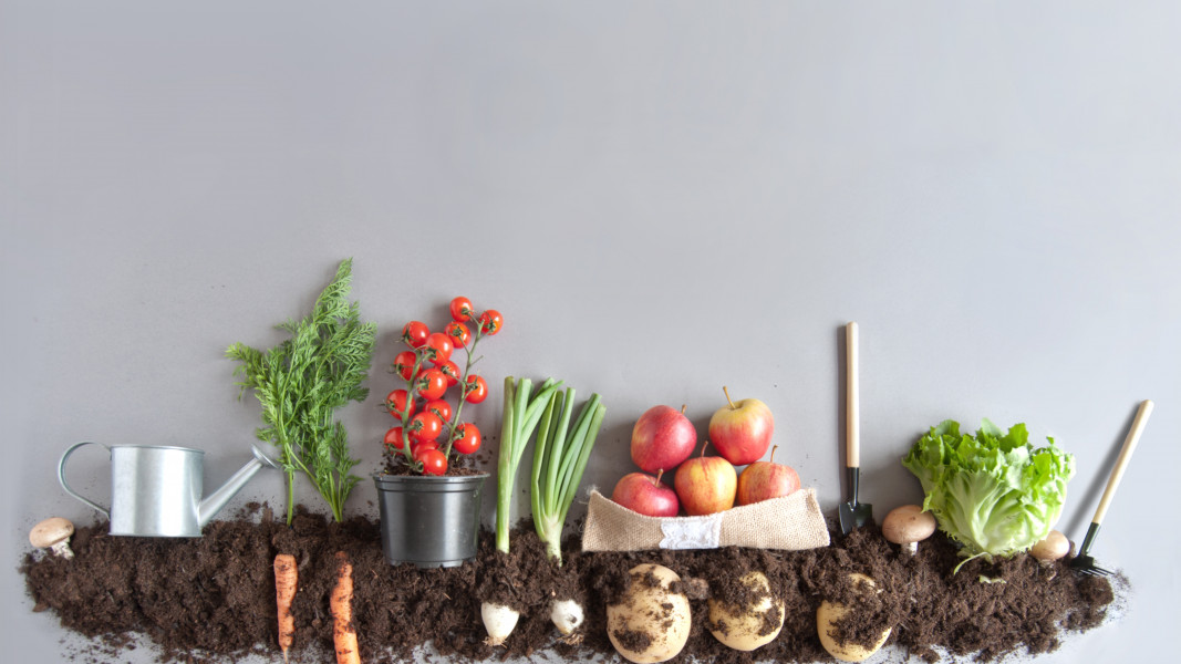 Organic Vegetables Image