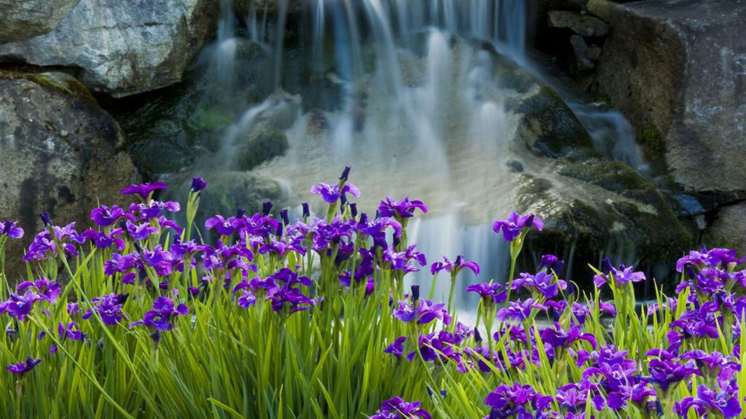 Blue Irises Image