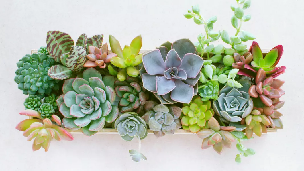 Succulent Planting Image