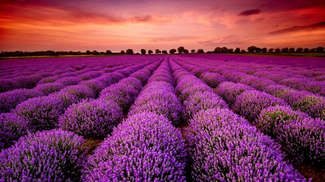 Lavender Plants Field During Sunset 
