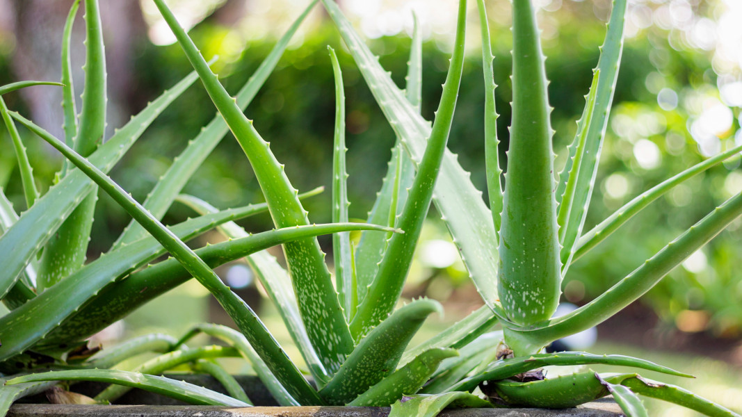 Aloe Vera Plants Image
