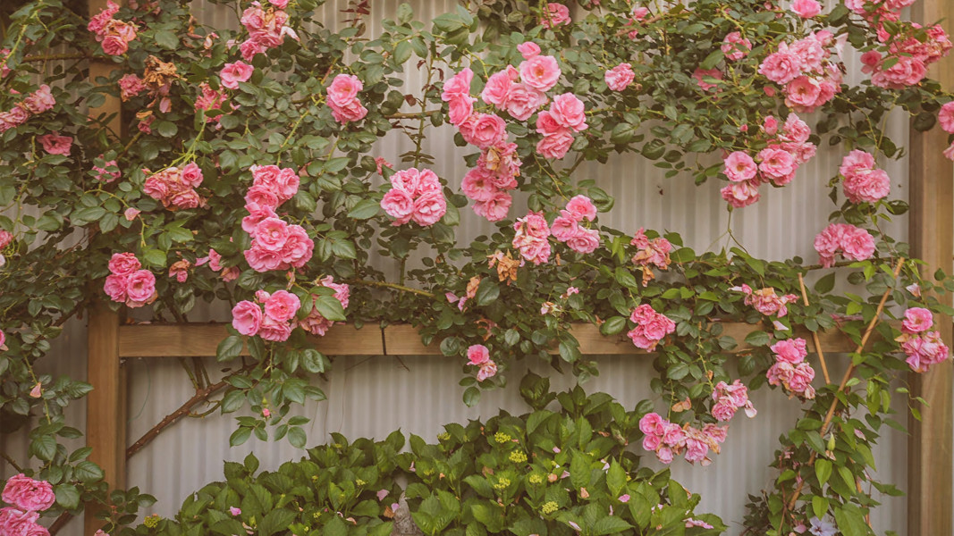 English Rose Wall Image 