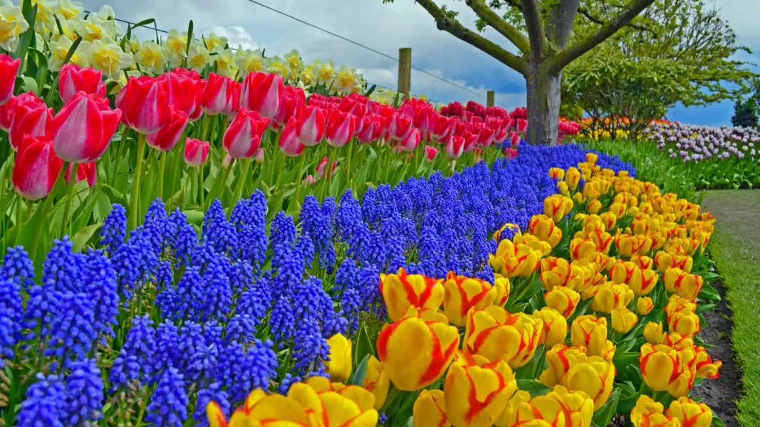 Planted Spring Flowers Field 