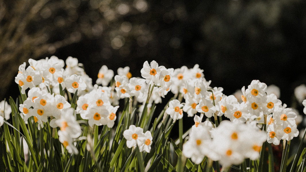 Daffodils in the Garden 