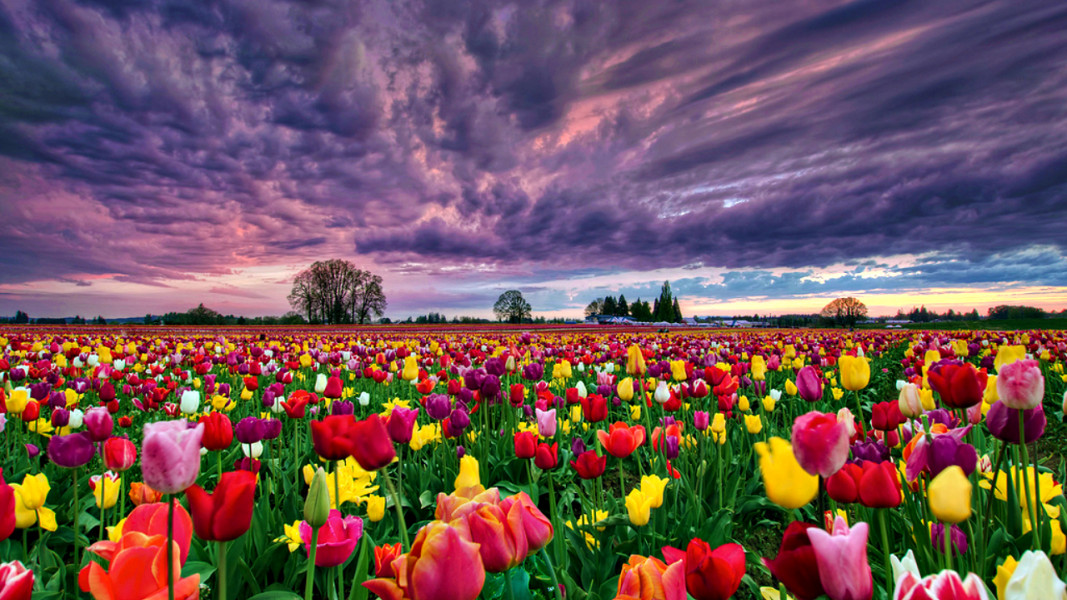 Tulip Field Image 