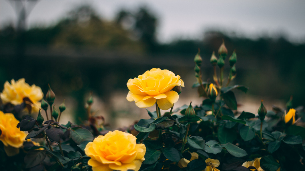 Yellow Roses Image 