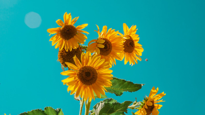Sunflowers Image 