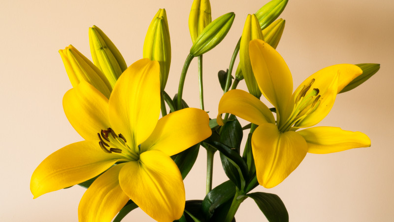 Yellow Lilies in a Vase Image 