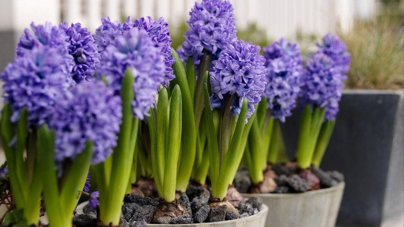 Purple Hyacinth Image 