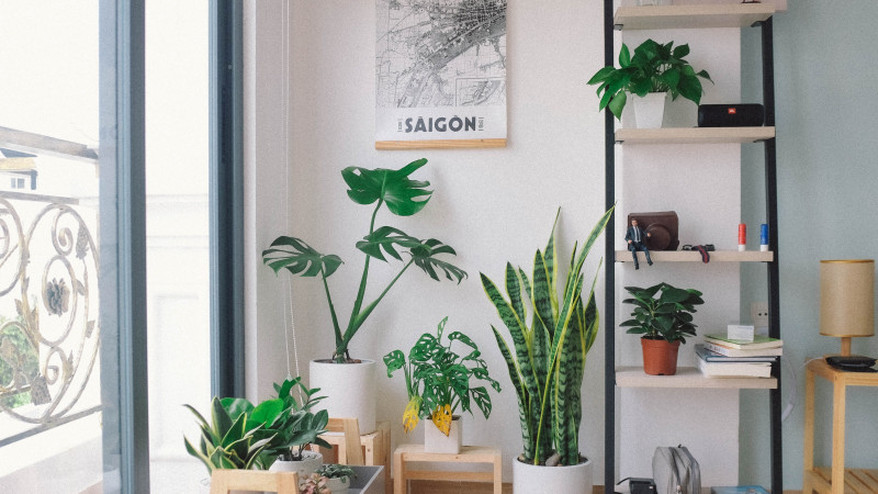 Indoor Plants Image