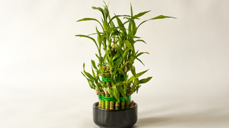 Lucky Bamboo Image 