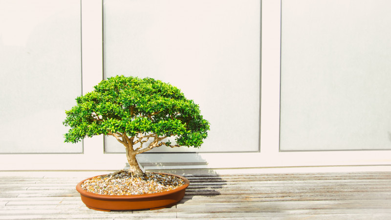Bonsai Tree in a Pot Image 