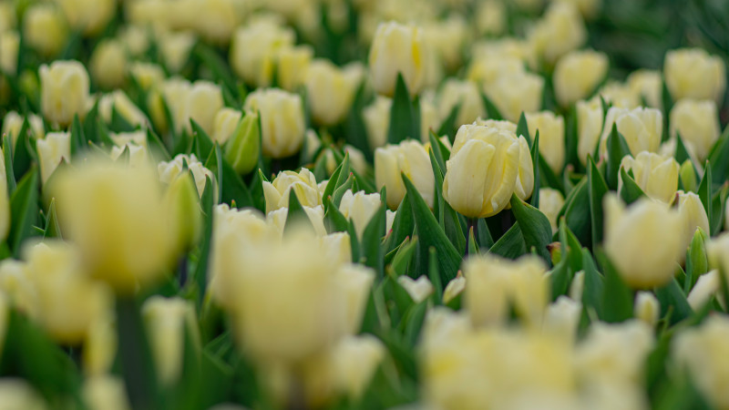 Tulip Garden Image 