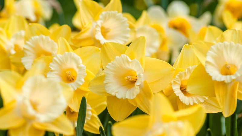 Yellow Daffodils in garden Image 