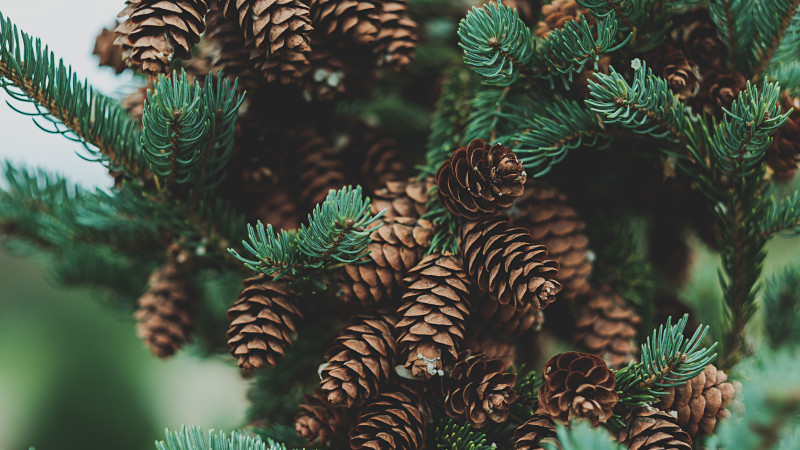 Pine Evergreen Tree Image 