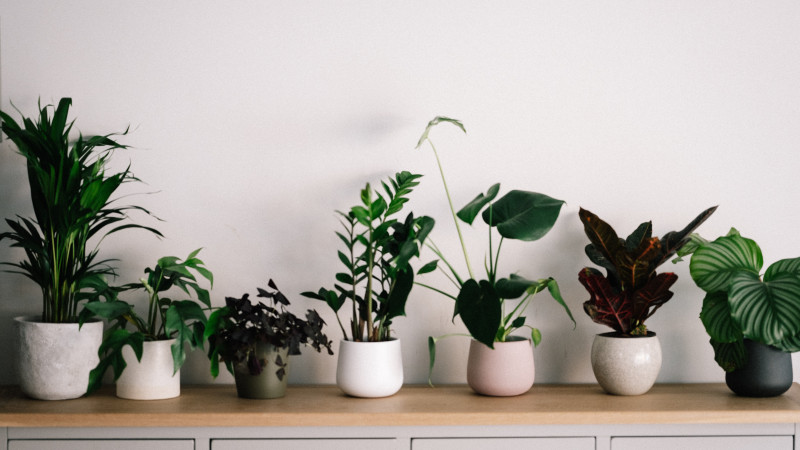 Indoor Plants in Pots Collection Image 