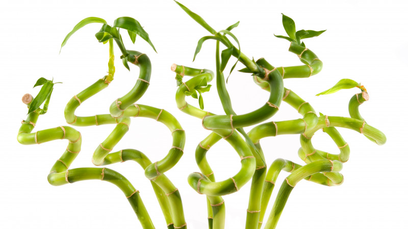 Lucky Bamboo Stems Image