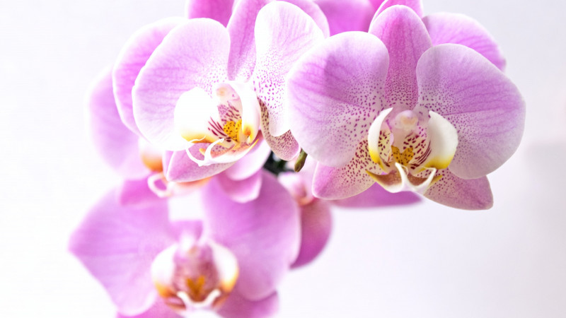 orchid-phalaenopsis
