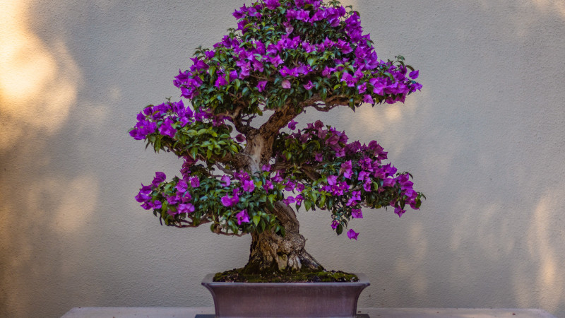 Flowering Bonsai Tree Image 