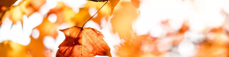 Cover Photo