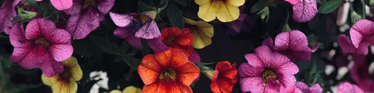 Cover Photo