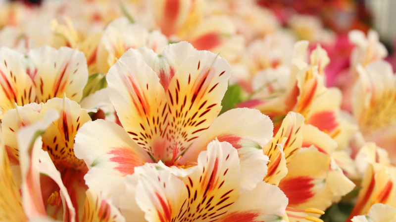 Send Alstroemeria Bouquets head photo