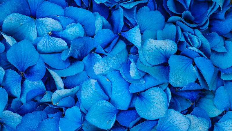 Buy Happy Birthday Blue Flowers head photo
