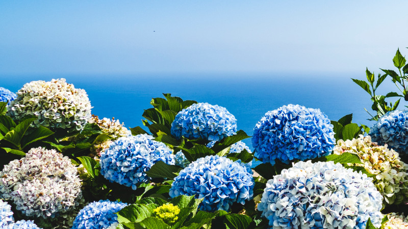Send a Blue Flower Bouquet head photo