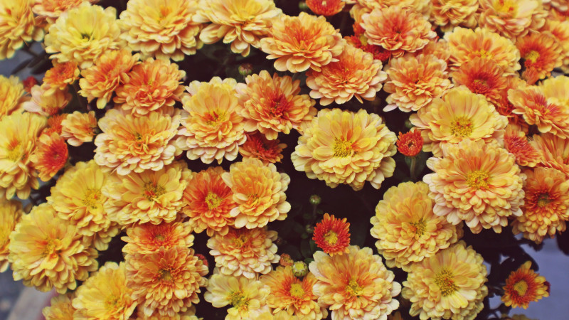 Send Chrysanthemum Bouquets head photo