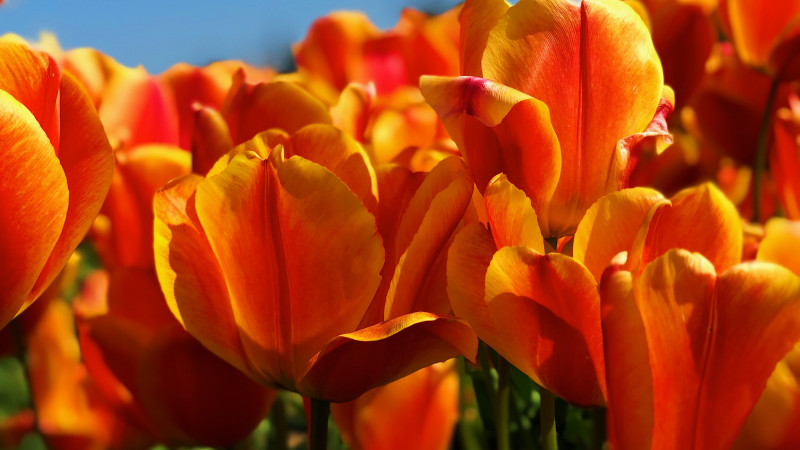 Send Orange Flower Bouquets head photo