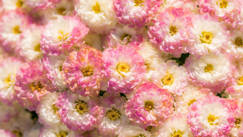 Buy Pink Flower Bouquets head photo