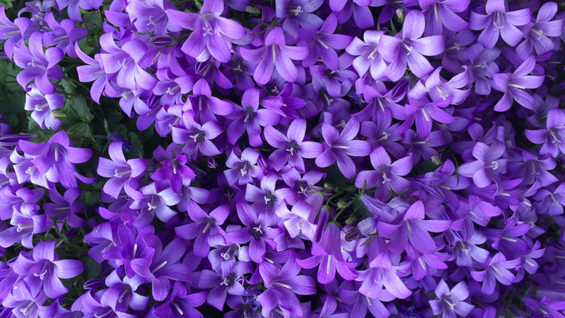 Send Happy Birthday Purple Flowers head photo