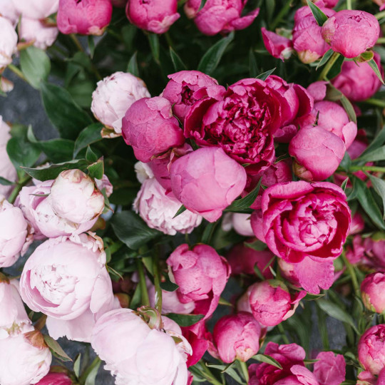 Peony flowers of mixed pink-purple color range.