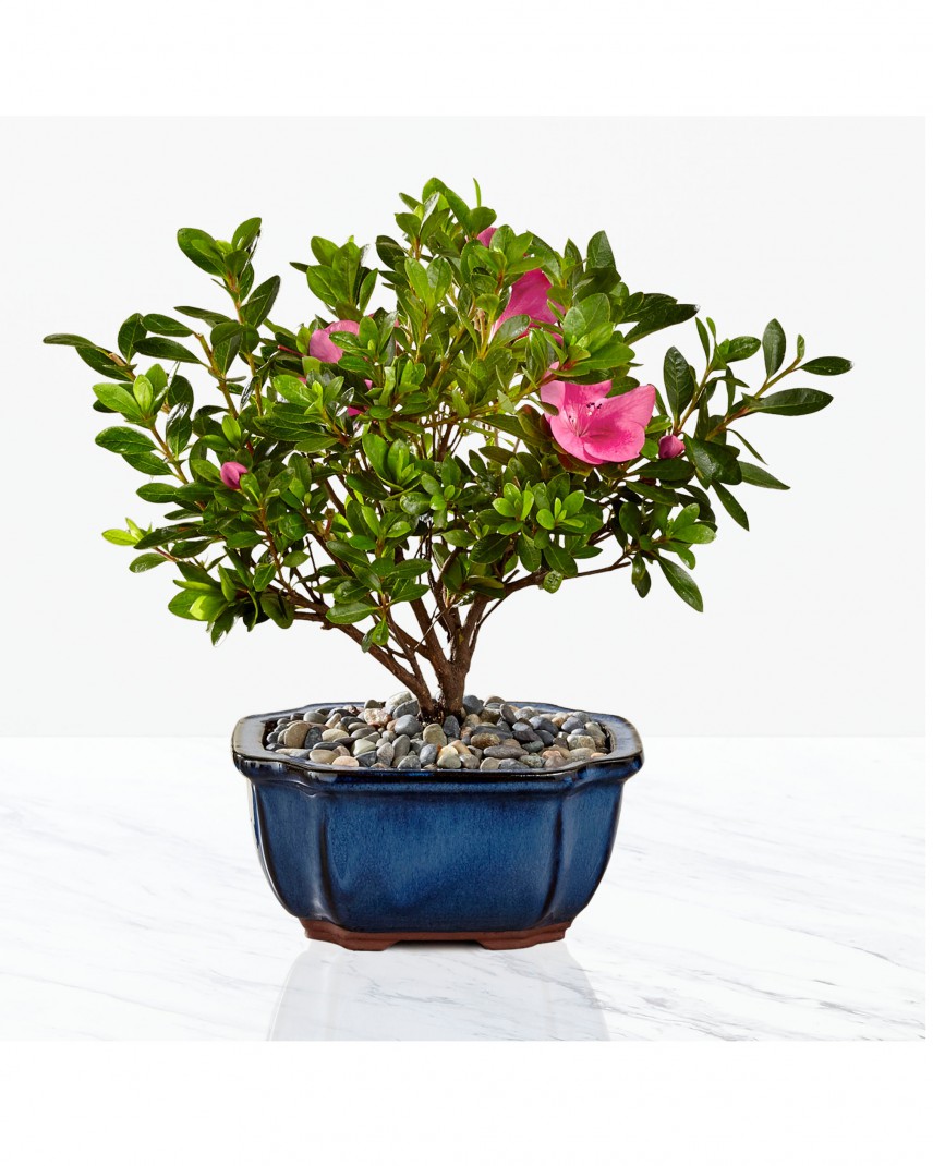 Blooming Azalea Bonsai 8 inch