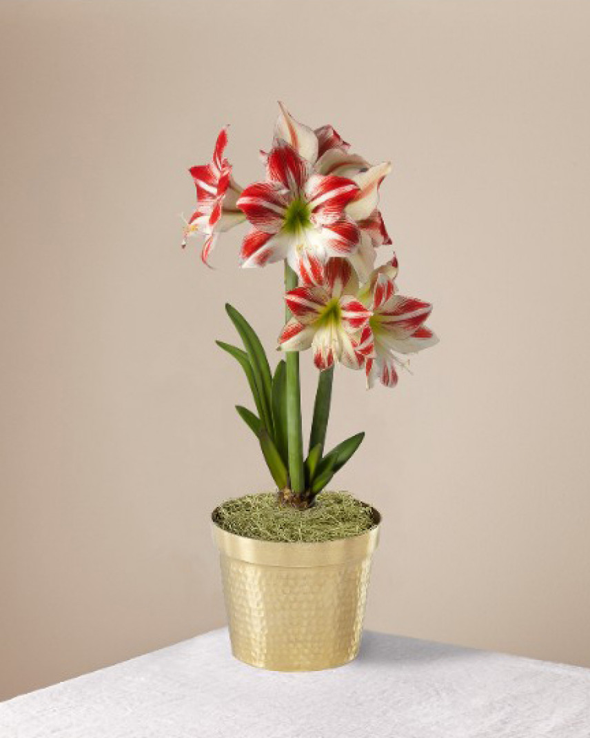 Send The Candy Cane Amaryllis Today Flower Delivery
