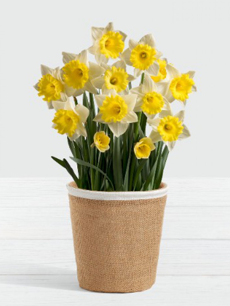 Shop narcissi Mothers Day Plants Today Flower Delivery