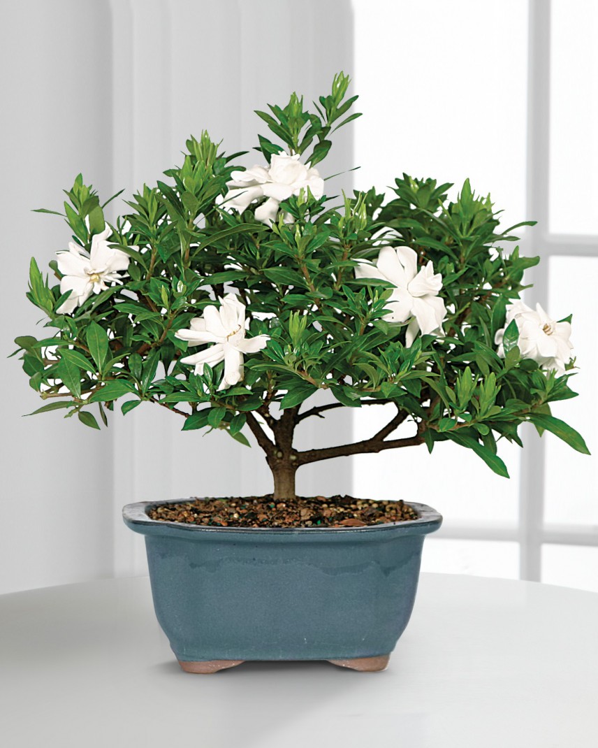Shop Gardenia Bonsai Gardenia Tree Today Flower Delivery