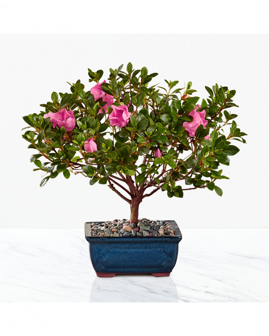 miniature azalea bonsai