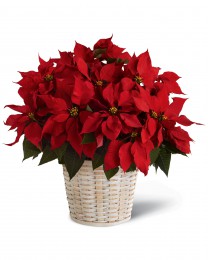 Red Poinsettia Basket (Large)