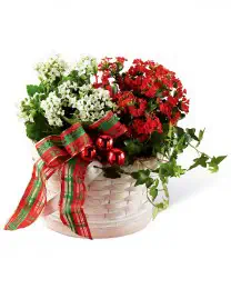 The Celebrate the Season Dishgarden