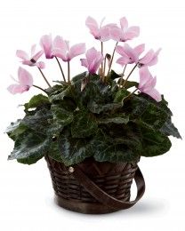 The Pink Cyclamen