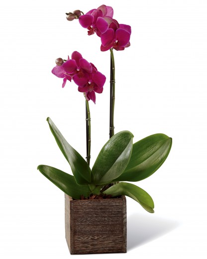 Order Flowers Online | Today Flower Delivery