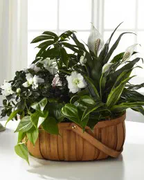 The Serene Dishgarden