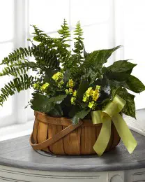 The Always Dear Dishgarden