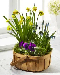The Spring Blooms Bulb Basket