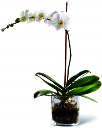 The White Orchid Planter