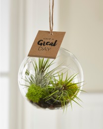 Just for You Hanging Air Plant