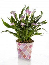 Potted Pink Calla Lily