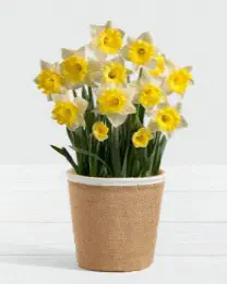Daffodil Attraction Bulb Garden