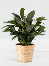 Lush Tropical Peace Lily